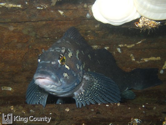 Photo of Hexagrammos decagrammus